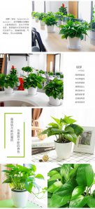 绿萝的四季管理方法 绿萝四季护理指南
绿萝全年护理指南