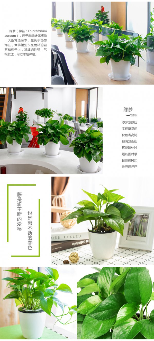 绿萝的四季管理方法