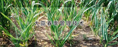 大蒜春季怎么养殖 如何种植春季大蒜
大蒜的春季种植技巧