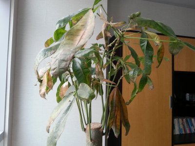 发财树树叶发黄掉落怎么办 发财树叶子变黄掉落应该怎么处理？