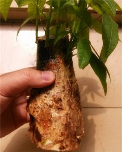 发财树根部腐烂后改水培方法图解 发财树根部腐烂水培处理图解