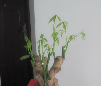 发财树怎么修剪发财树的修剪方法图