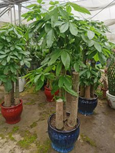 发财树怎么种植发财树的养护和管理方法