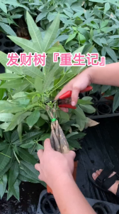 发财树怎么剪枝 怎样修剪发财树？
修剪发财树的正确方法