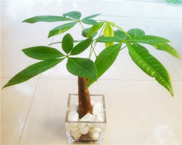 水培发财树怎么养 水培发财树如何护理？