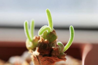 碧光环的繁殖方法 碧光环怎样繁殖详解碧光环如何扦插与播种