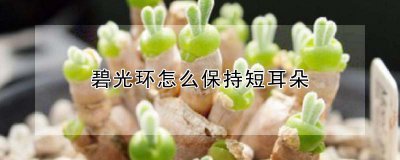 碧光环如何保持短耳朵 碧光环短耳朵保持方法