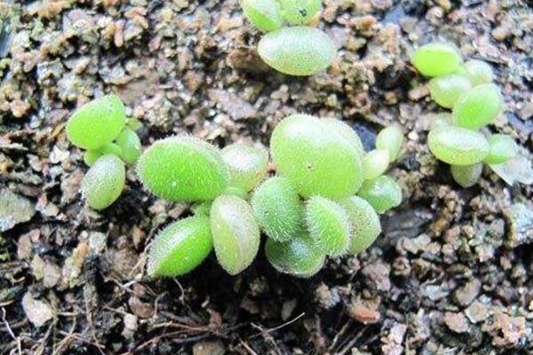 熊童子的繁殖方法详解