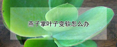 燕子掌叶子变软的处理方法 处理燕子掌叶子软化的方法