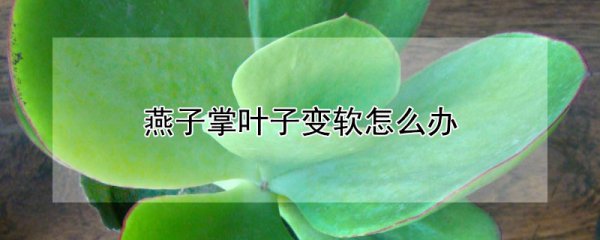 燕子掌叶子变软的处理方法