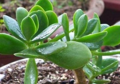 燕子掌繁殖方法—土插 燕子掌繁殖方法—水插