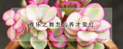 雅乐之舞如何养才变红 培养雅乐之舞的红色潜力