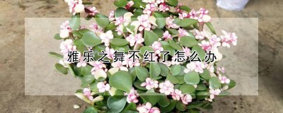 雅乐之舞不红了如何处理 雅乐之舞失宠应对之策