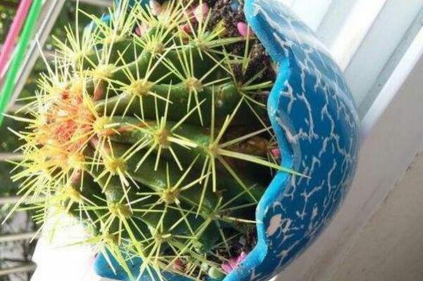 仙人球球体腐烂处理方法