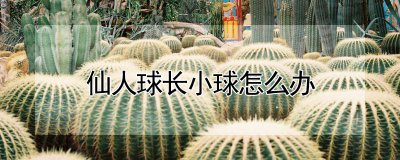 仙人球长小球怎么处理 如何管理仙人球的生长和繁殖？
