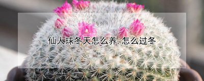 仙人球冬天如何养护 如何过冬