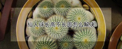仙人球长高不长圆如何解决 仙人球怎样才能长得更高？