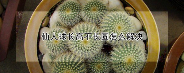 仙人球长高不长圆如何解决
