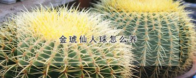 金琥仙人球如何养 金琥仙人球的养护技巧