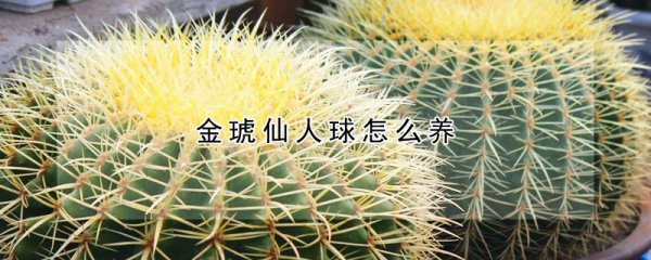 金琥仙人球如何养