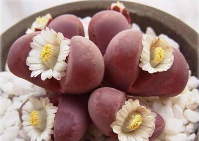 生石花皱了怎么办 生石花出现皱纹如何处理