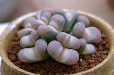 生石花夏天怎么养 生石花安全度夏秘诀