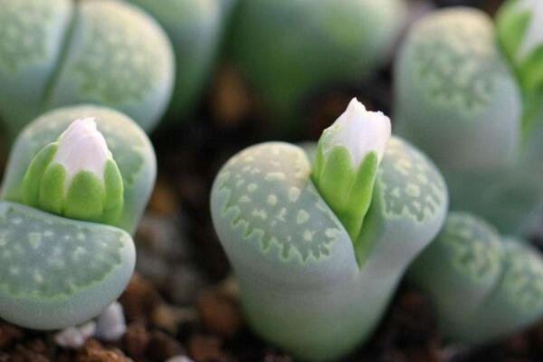 判断生石花化水方法