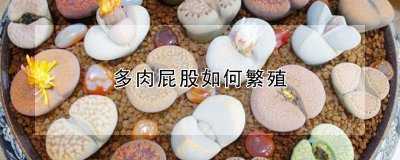 多肉臀部怎么繁殖 多肉植物的繁殖方式是什么？
