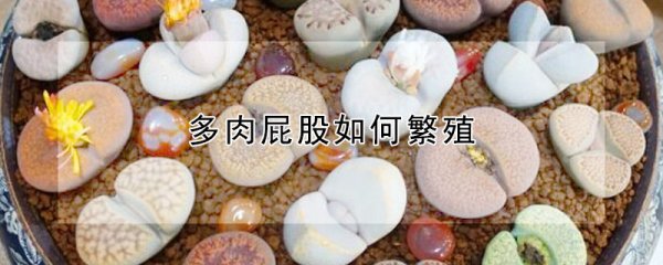 多肉臀部怎么繁殖