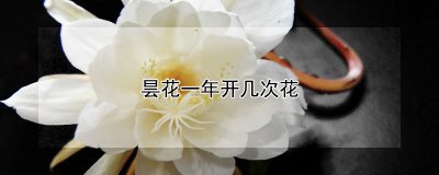 昙花一年开多少次花 昙花一年盛开几次？