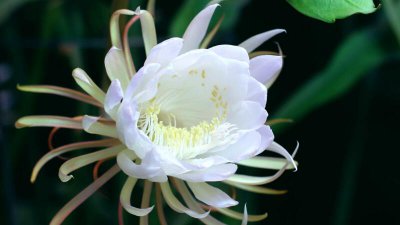 昙花杆子处理方法 处理昙花杆子的方法