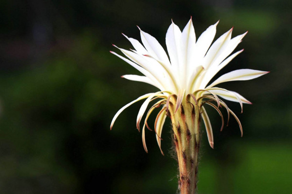 昙花杆子处理方法