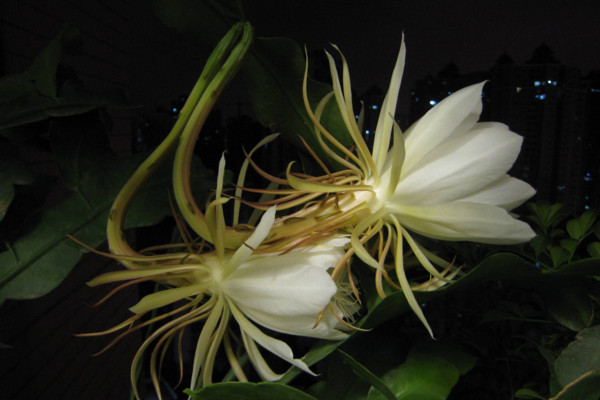 昙花杆子处理方法