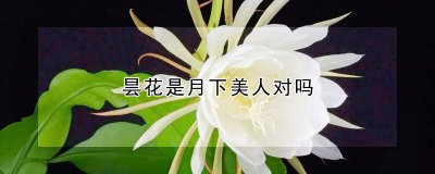 昙花是不是月下美人 昙花促花方法