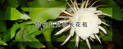 昙花什么时候长花苞 昙花的外形特征