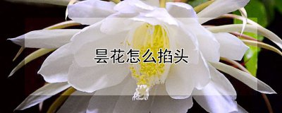 昙花怎么掐头 如何摘下昙花的花朵