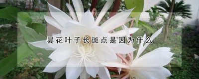 昙花叶子长斑点的原因 昙花叶子生长斑点的成因