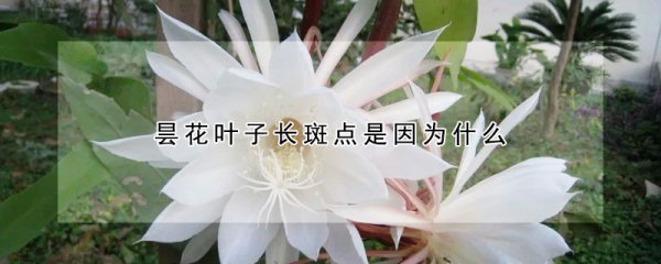 昙花叶子长斑点的原因