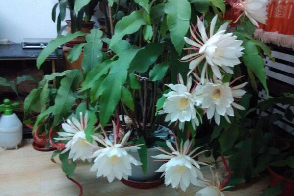昙花的换土要点
