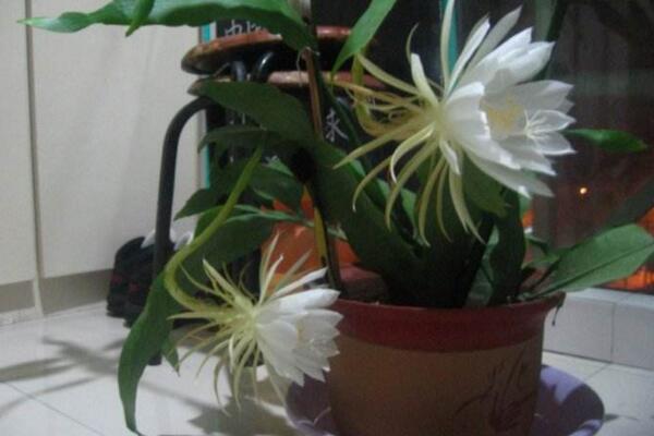 昙花的换土要点
