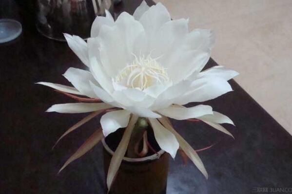 昙花的换土要点