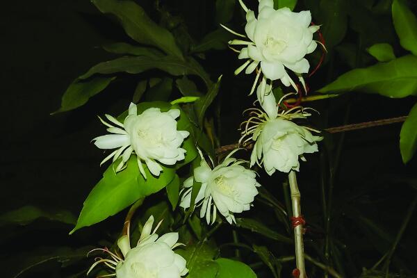 昙花的换土要点