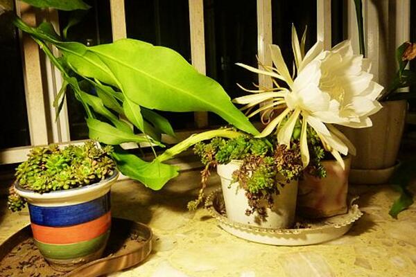 昙花的换土要点