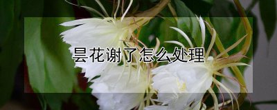 昙花谢了如何处理 昙花凋谢如何处理