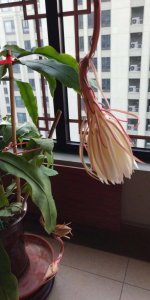 昙花什么时间移栽最好 移栽昙花最佳时间
昙花何时最适合移栽
