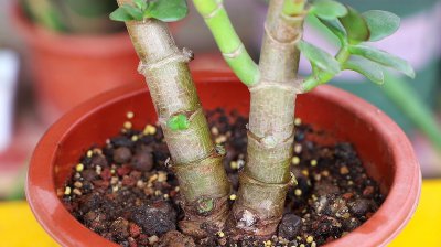 怎样使玉树叶片常年保持鲜绿 如何让玉树叶永葆翠绿？