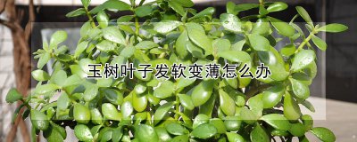 玉树叶子发软变薄如何处理 处理软薄的玉树叶子