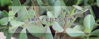 玉树叶子发软如何处理 处理软发的玉树叶子
处理柔软的玉树叶子