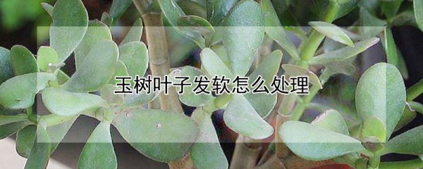 玉树叶子发软如何处理