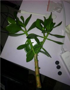 水插繁殖玉树的方法 水培繁殖玉树技巧